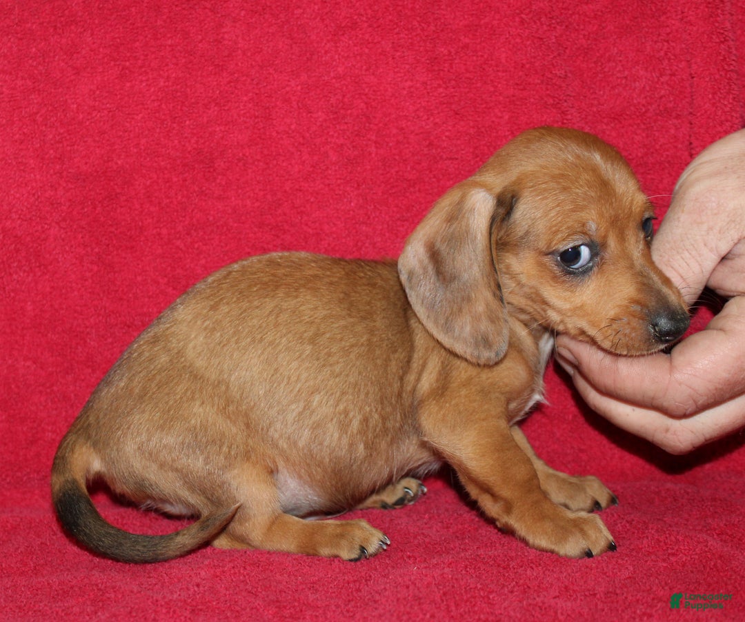 Miniature Dachshund dogs for sale: Steele - Ad 13