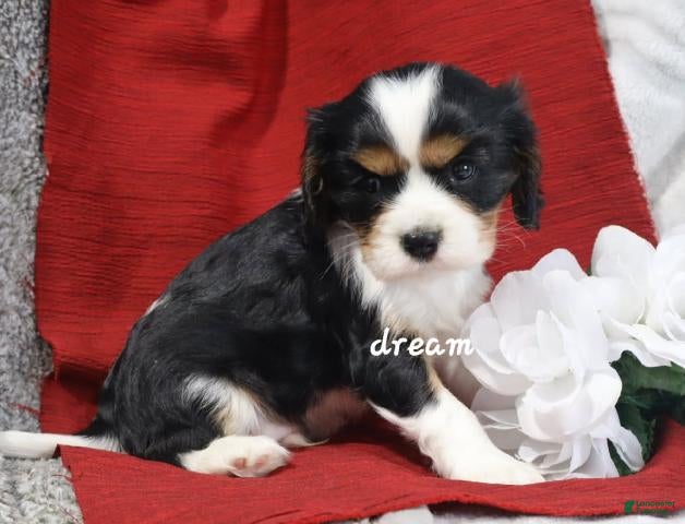 Cavalier King Charles Spaniel dogs Jerico - Ad 1