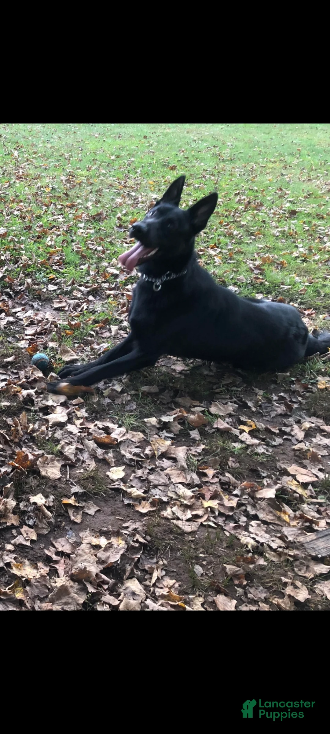 German Shepherd dogs for sale: Xena 🖤  - Ad 3