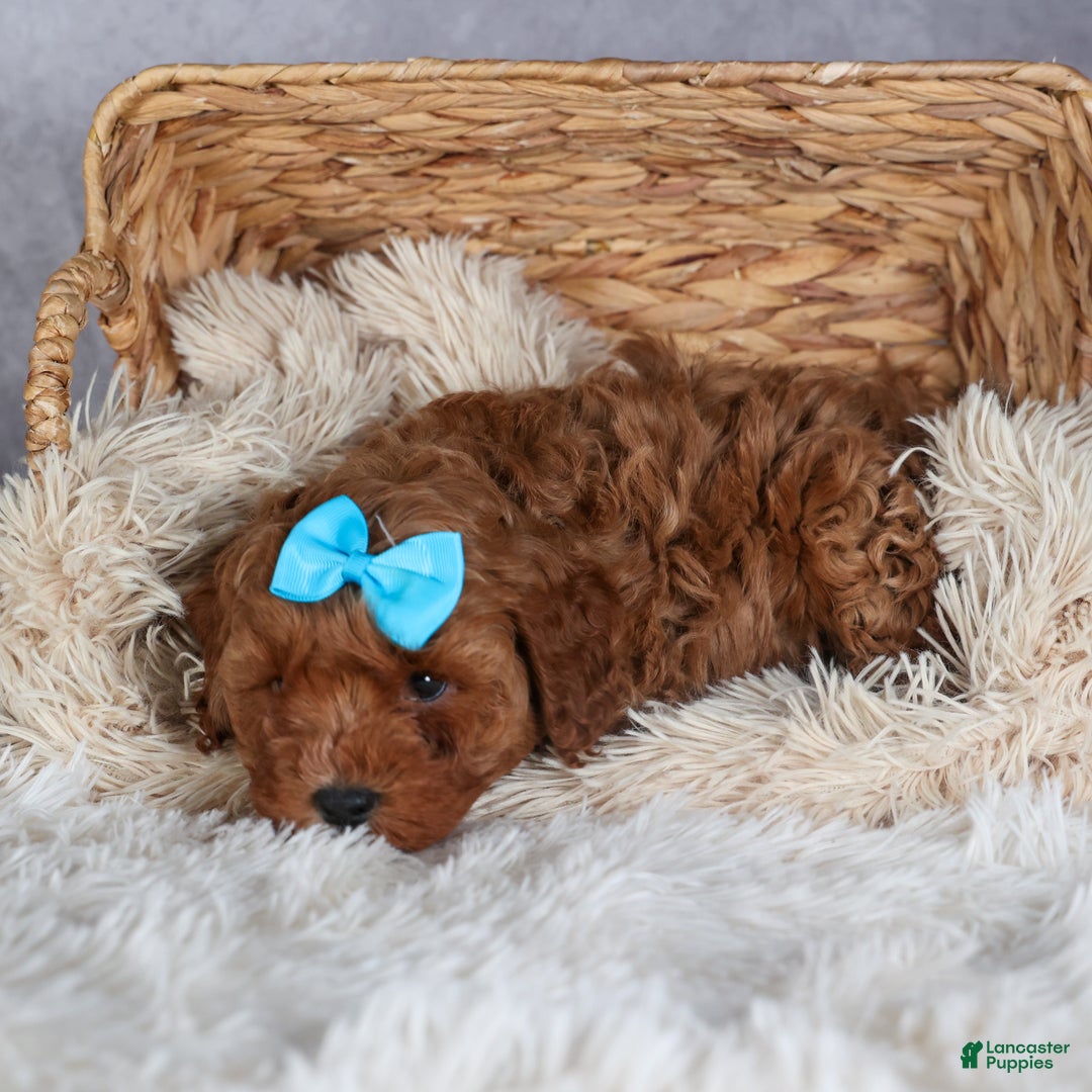 Cavapoo dogs for sale: OLLIE - Ad 7