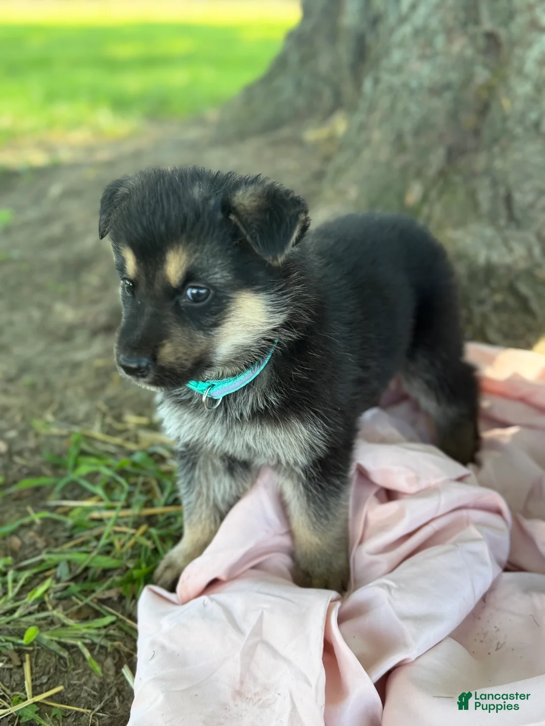 German Shepherd dogs for sale: Piney - Ad 2