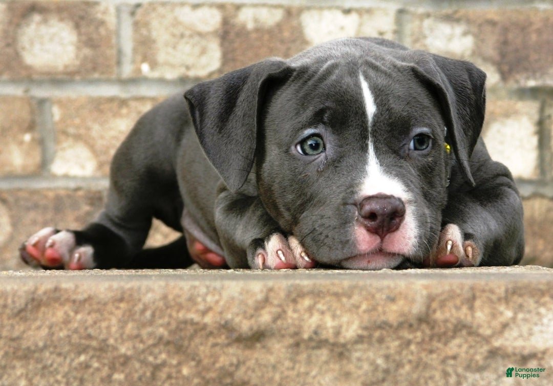 American Bully dogs for sale: SNOOP DOGG - Ad 4