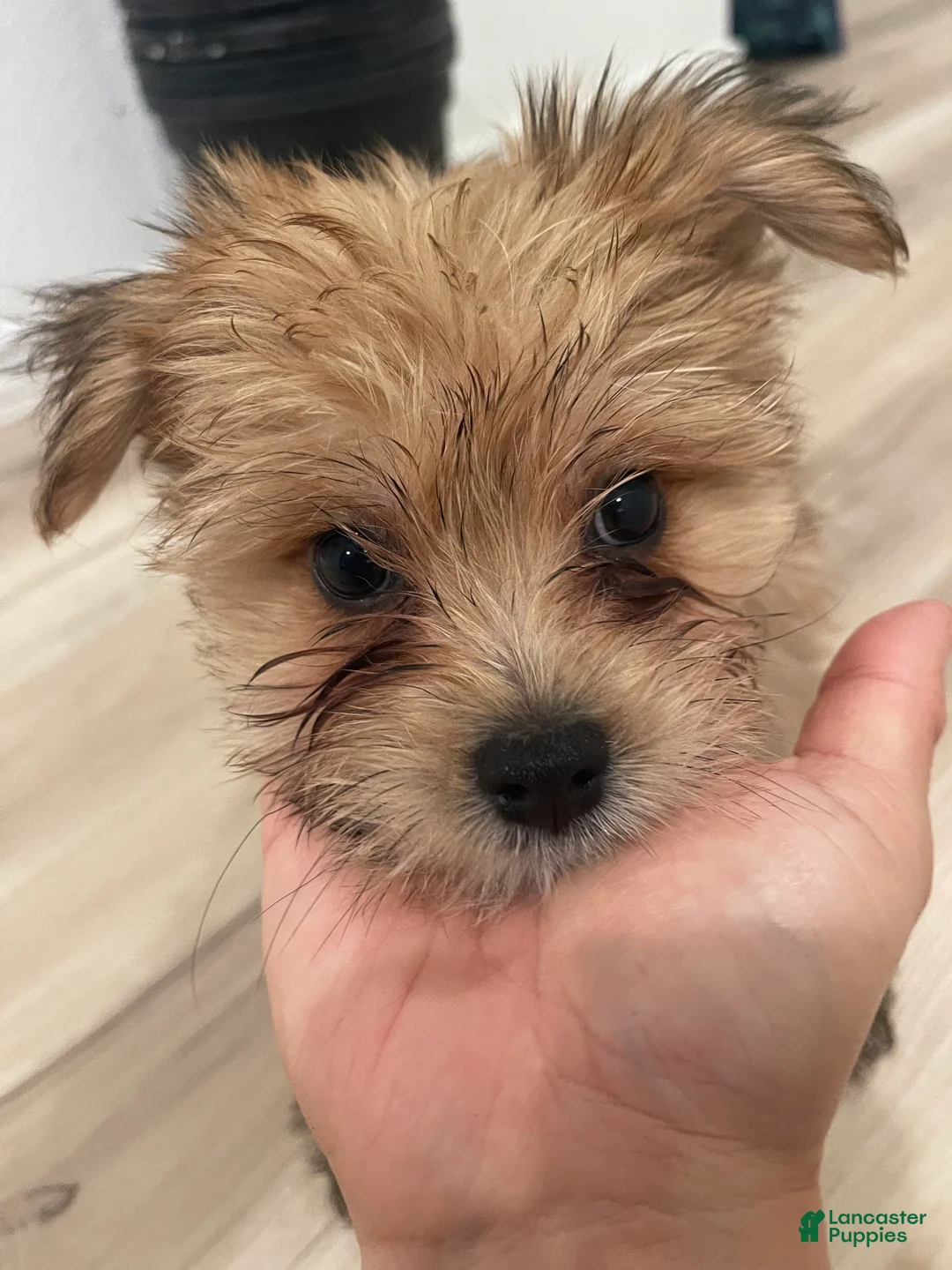 Pomeranian dogs for sale: Pomeranian Puppy 1 - Ad 1