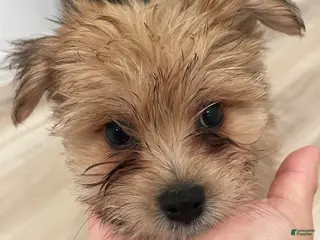 Pomeranian dogs for sale: Pomeranian Puppy 1 - Ad 3