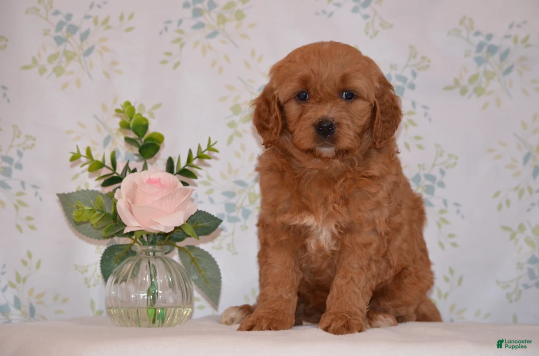 Mini Goldendoodle dogs for sale: Ashley  - Ad 2