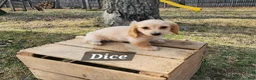 Miniature Dachshund dogs for sale: Dice - Ad 1