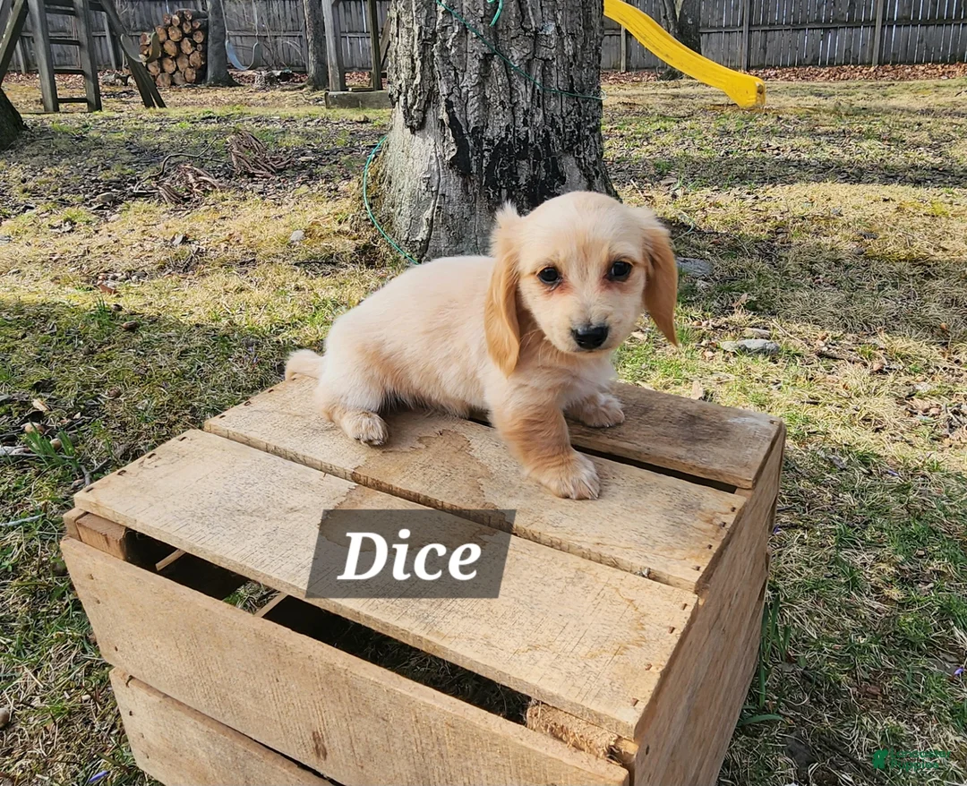 Miniature Dachshund dogs for sale: Dice - Ad 1