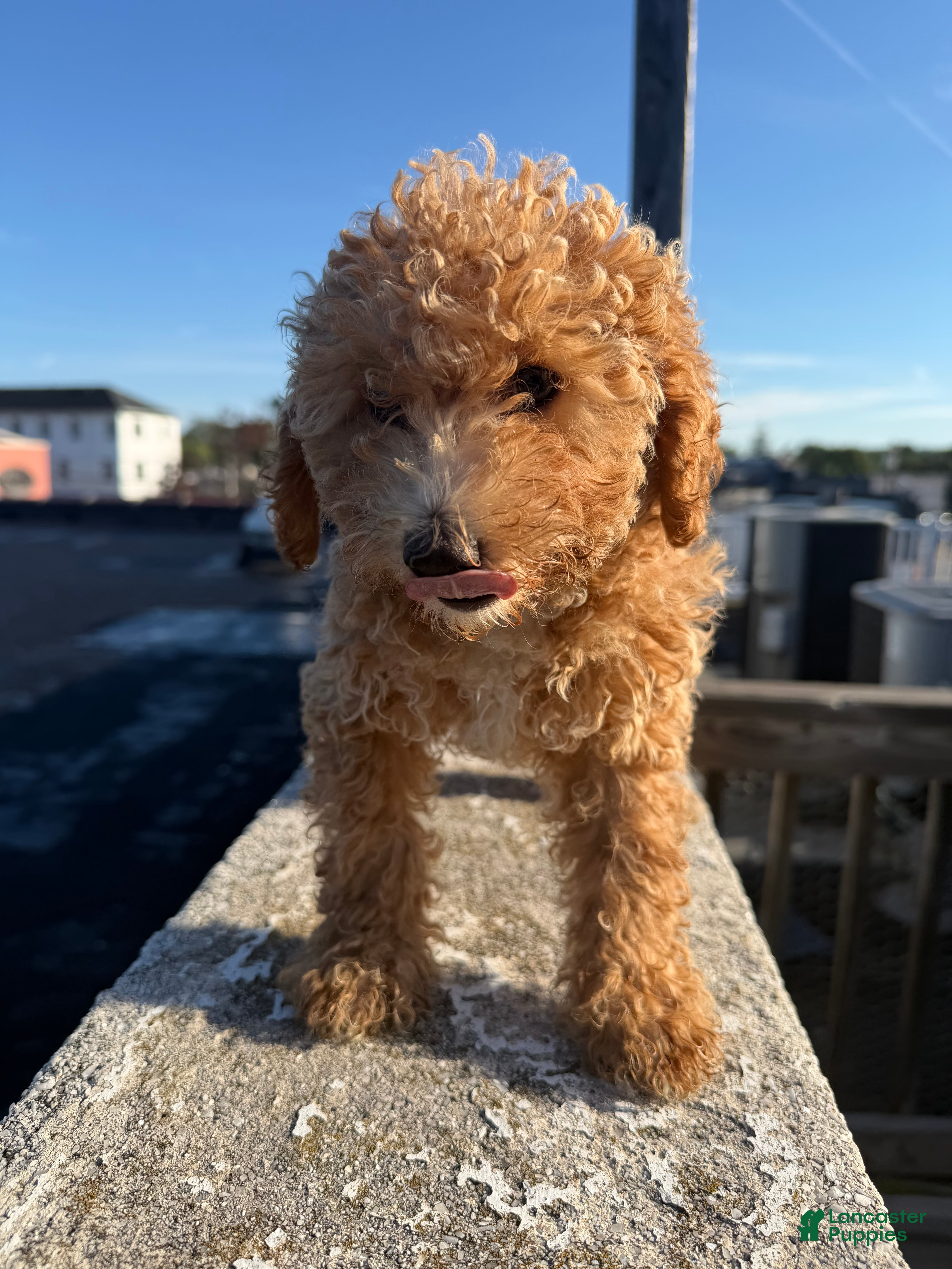 Bichpoo dogs Brielle - Ad 1