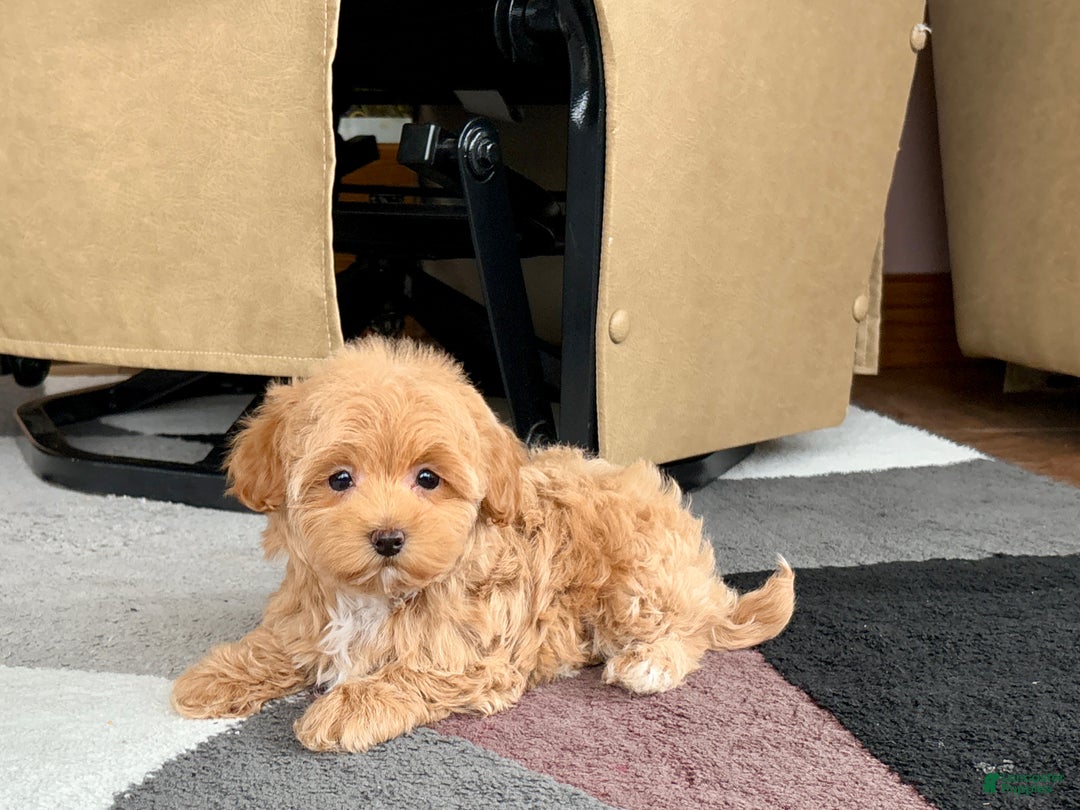 Havapoo dogs for sale: Havapoo Puppy 3 - Ad 2