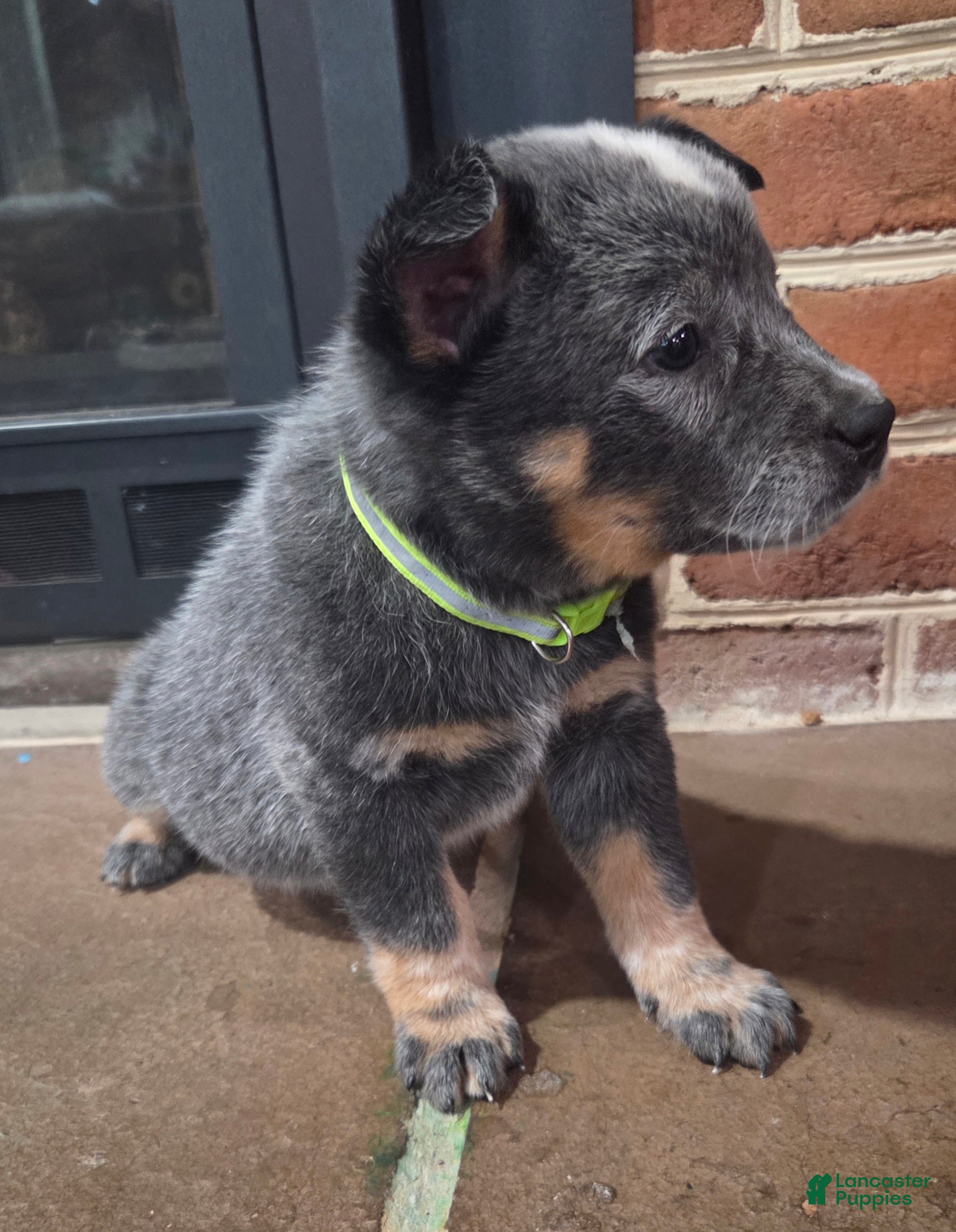 Australian Cattle Dog dogs Jefferson - Ad 2