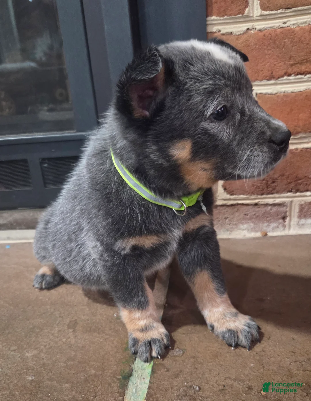 Australian Cattle Dog dogs for sale: Jefferson - Ad 2