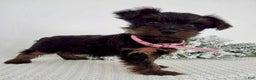 Yorkshire Terrier dogs for sale: Jana - Ad 6