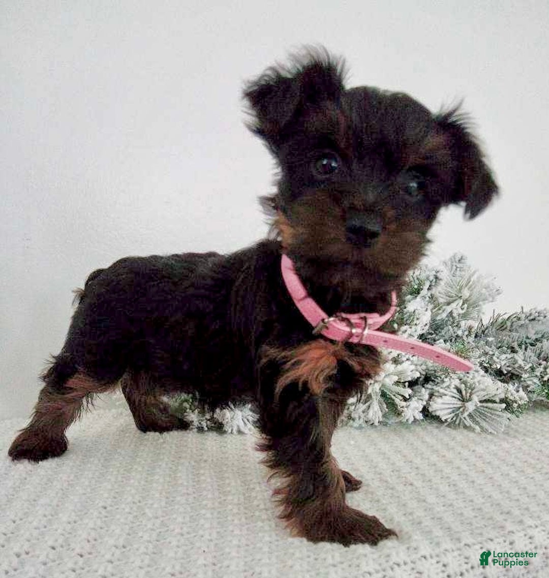 Yorkshire Terrier dogs for sale: Jana - Ad 6