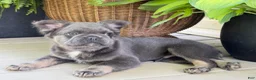 French Bulldog dogs for sale: Moose - Ad 4