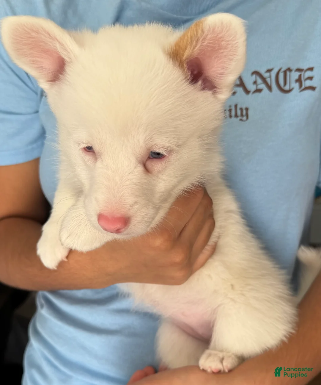 Welsh Corgi Pembroke dogs for sale: Noelle - Ad 1