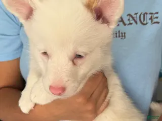 Welsh Corgi Pembroke dogs for sale: Noelle - Ad 4