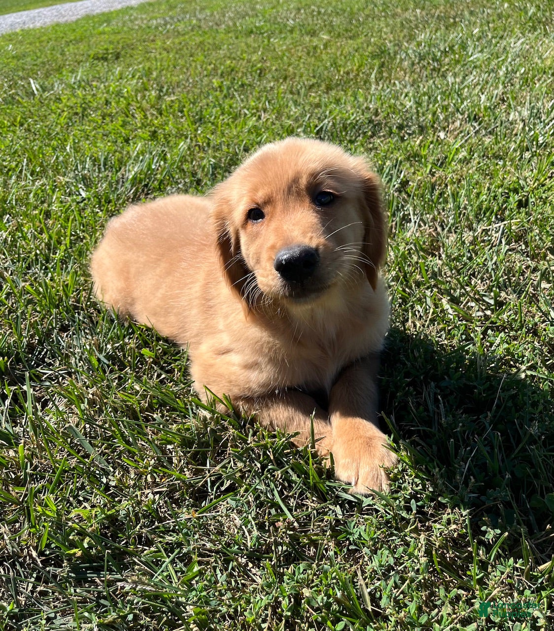 Golden Retriever dogs James - Ad 23