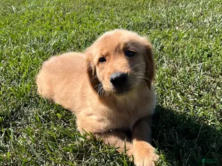 Golden Retriever dogs James - Ad 23