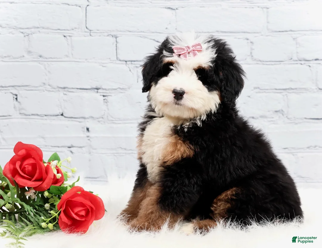 Mini Bernedoodle dogs for sale: Dawson - Ad 2