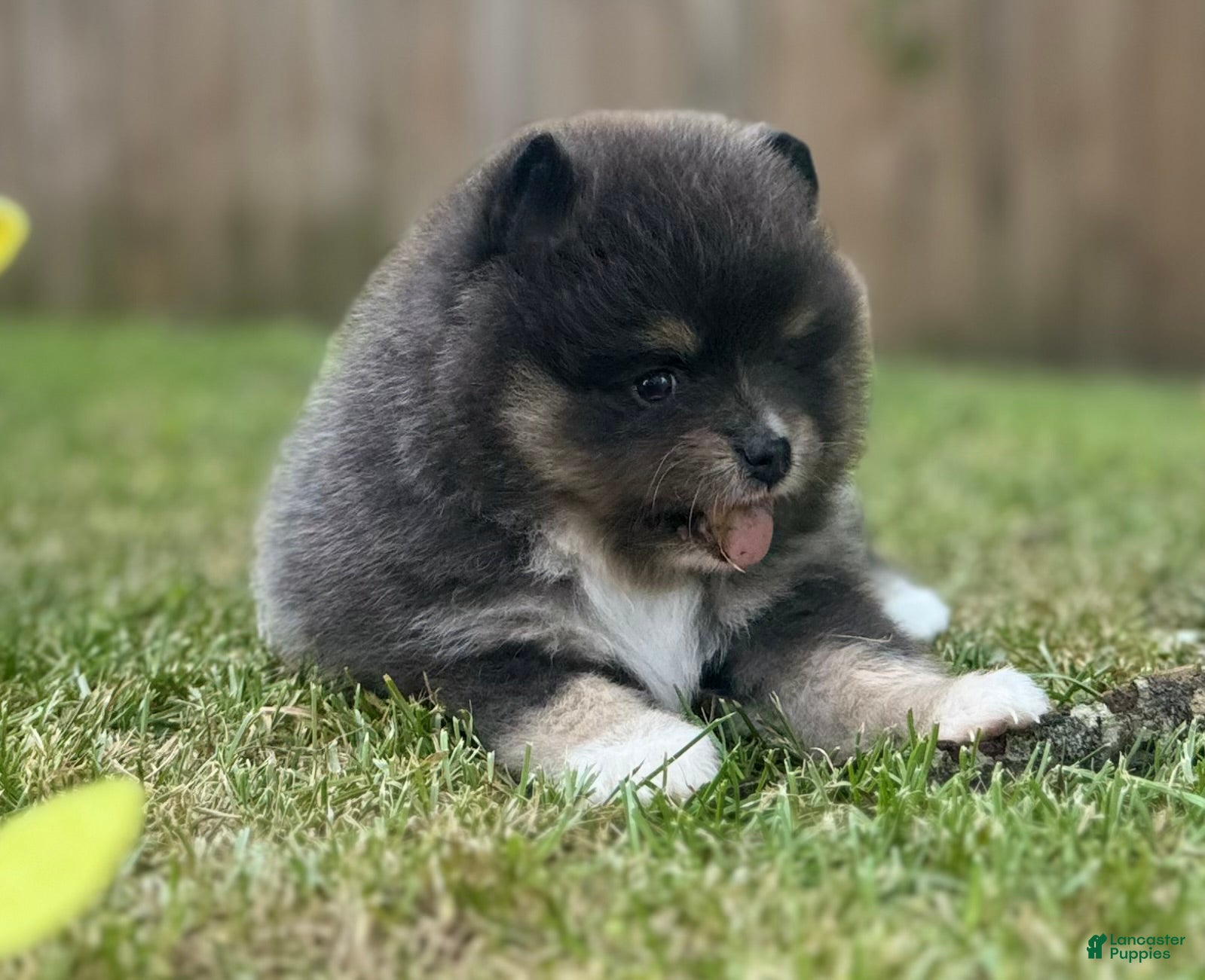 Pomeranian dogs for sale: Jasmine (not available) - Ad 2