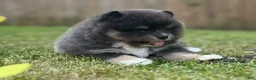 Pomeranian dogs for sale: Jasmine (not available) - Ad 1