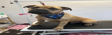 American Bully 1