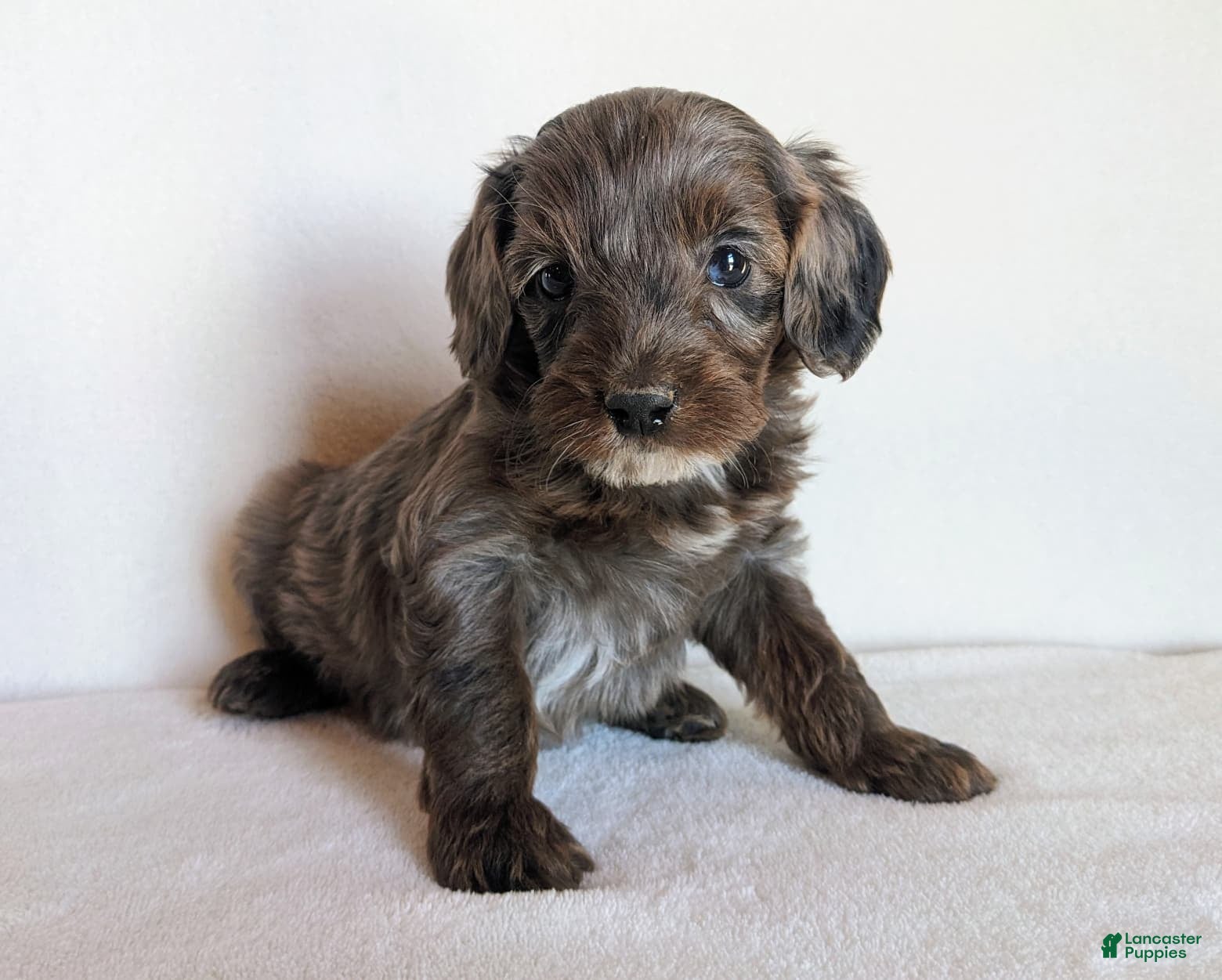 Cockapoo dogs Baxter F1B - Ad 2