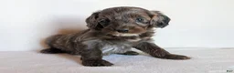Cockapoo dogs for sale: Baxter - Ad 2