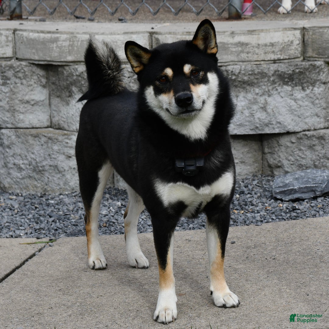 Shiba Inu dogs for sale: Shelby - Ad 13