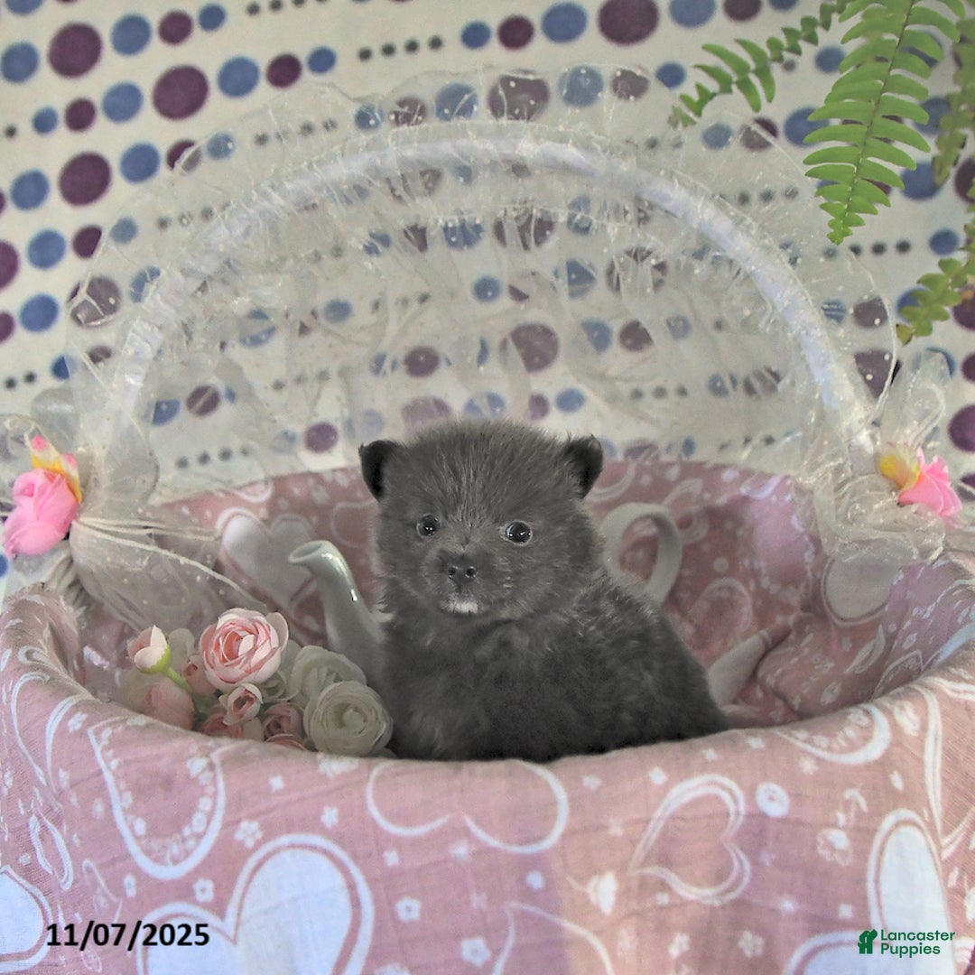 Pomeranian dogs for sale: Luci - Ad 14