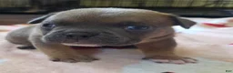 American Bully dogs for sale: Blue Fawn - Ad 4