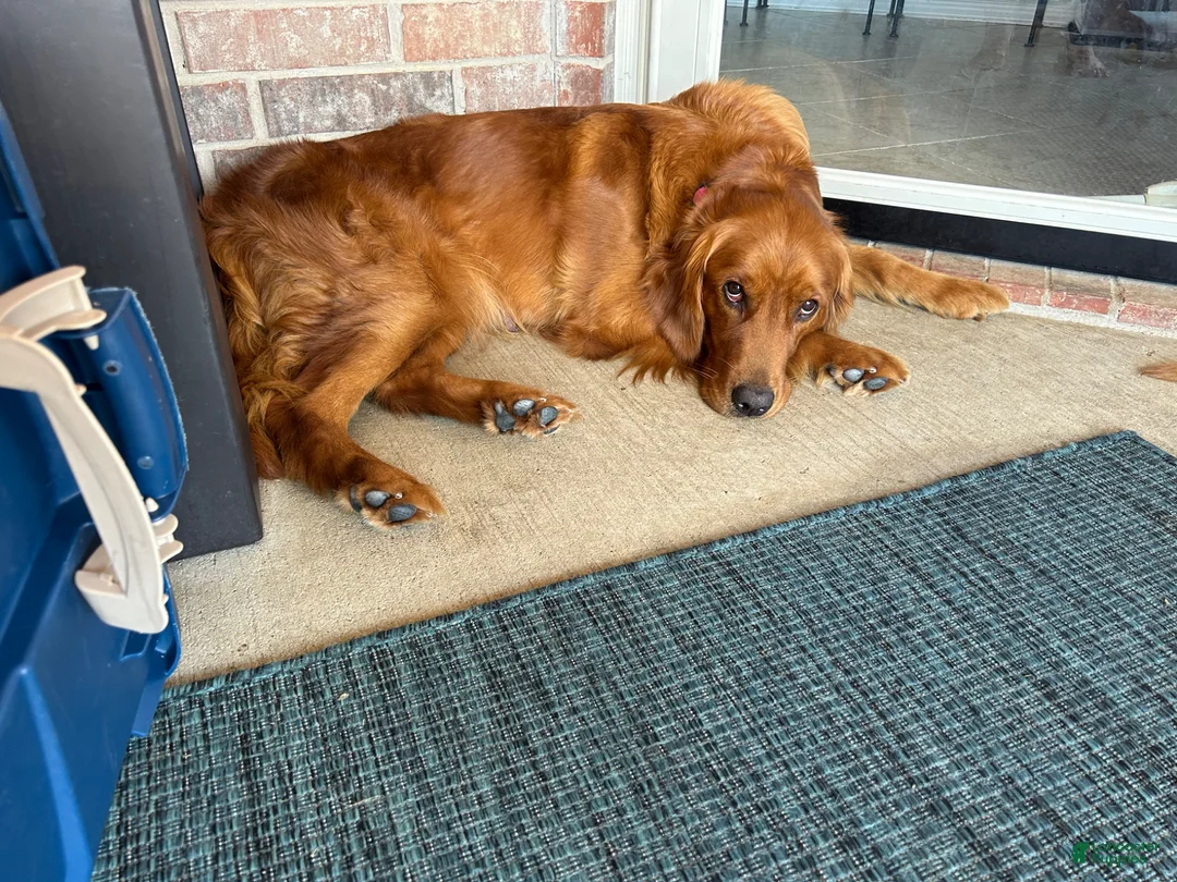 Golden Retriever dogs for sale: Golden Retriever Puppy 1 - Ad 2