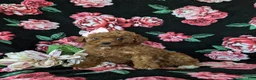 Mini Goldendoodle dogs for sale: Stefani 10 lbs full grown - Ad 3