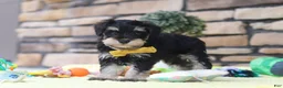 Miniature Schnauzer dogs for sale: Kevin - Ad 5