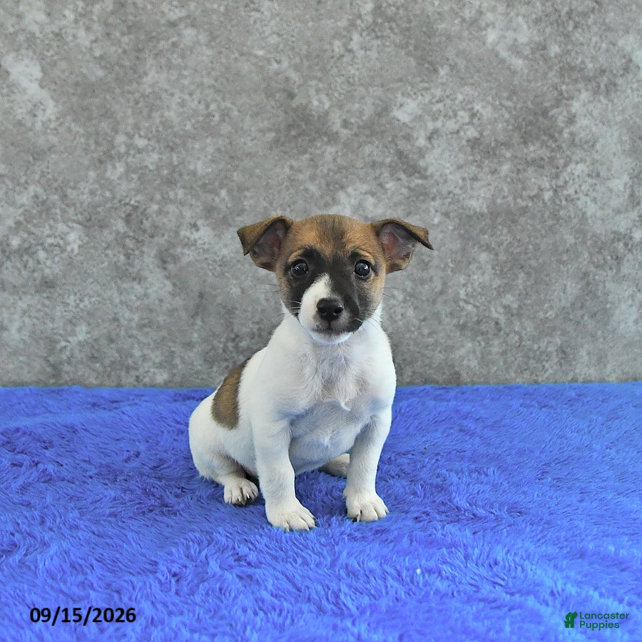 Jack Russell Terrier dogs Lola - Ad 1