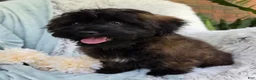 Shihpoo dogs for sale: Skyler - Ad 12
