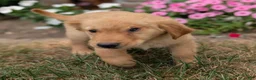 Golden Retriever dogs for sale: Costello - Ad 9