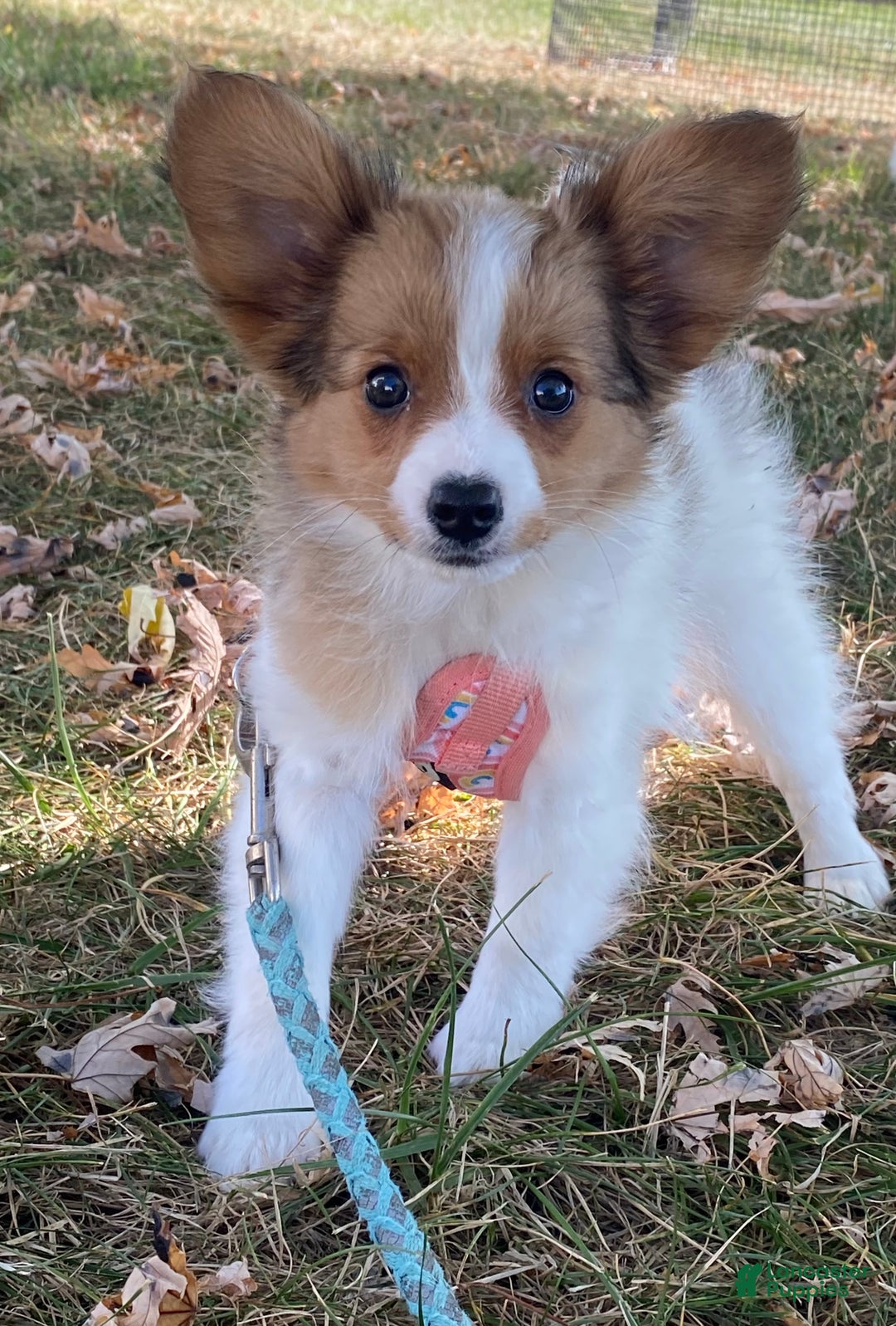 Papillon dogs for sale: Ricky - Ad 2
