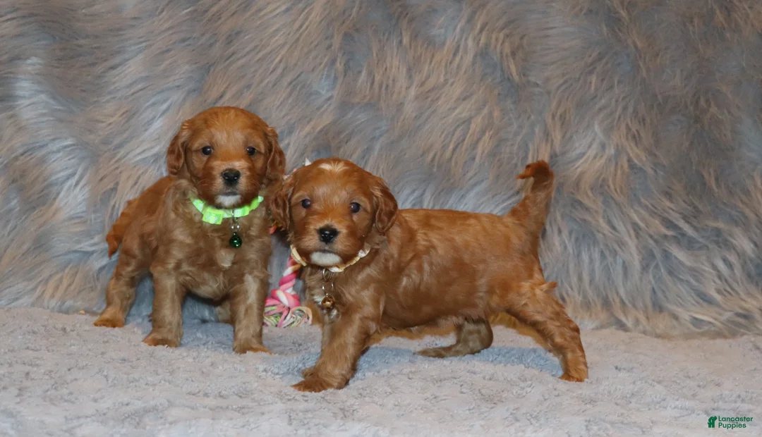 Mini Goldendoodle dogs for sale: Whiskers 🌷 Genetic Clear Parents - Ad 13