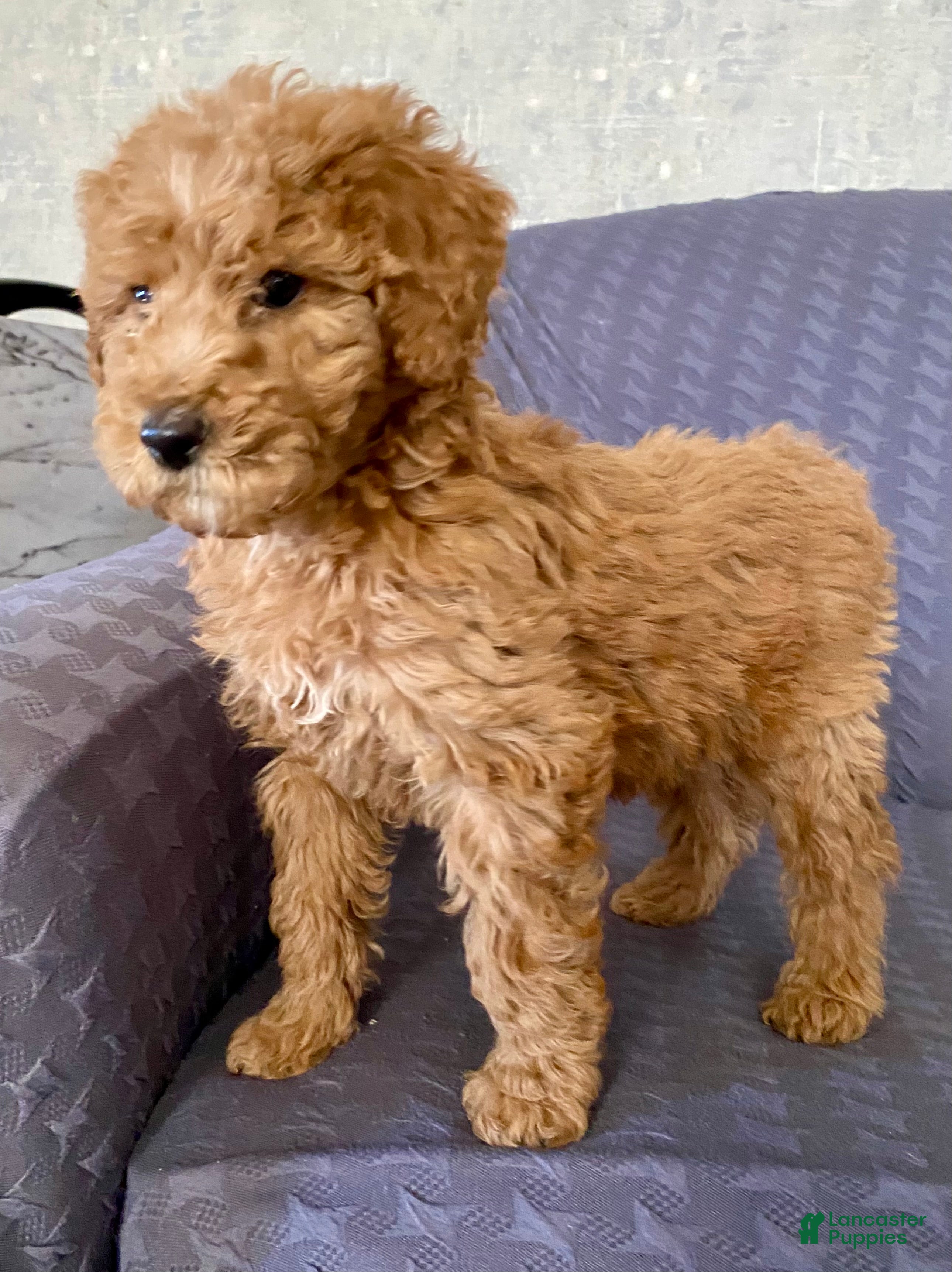 Standard Poodle dogs Abagail - Ad 8