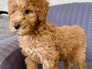 Standard Poodle dogs Abagail - Ad 8