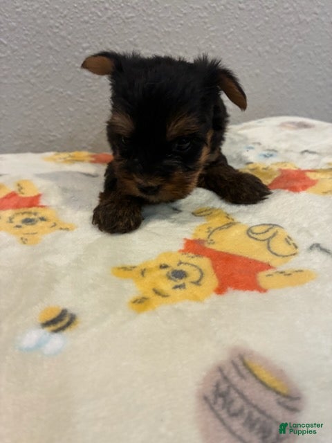 Yorkshire Terrier dogs Boy 1 - Ad 2