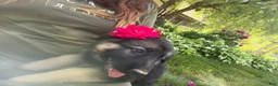 German Shepherd dogs for sale: Lexi  - Ad 9