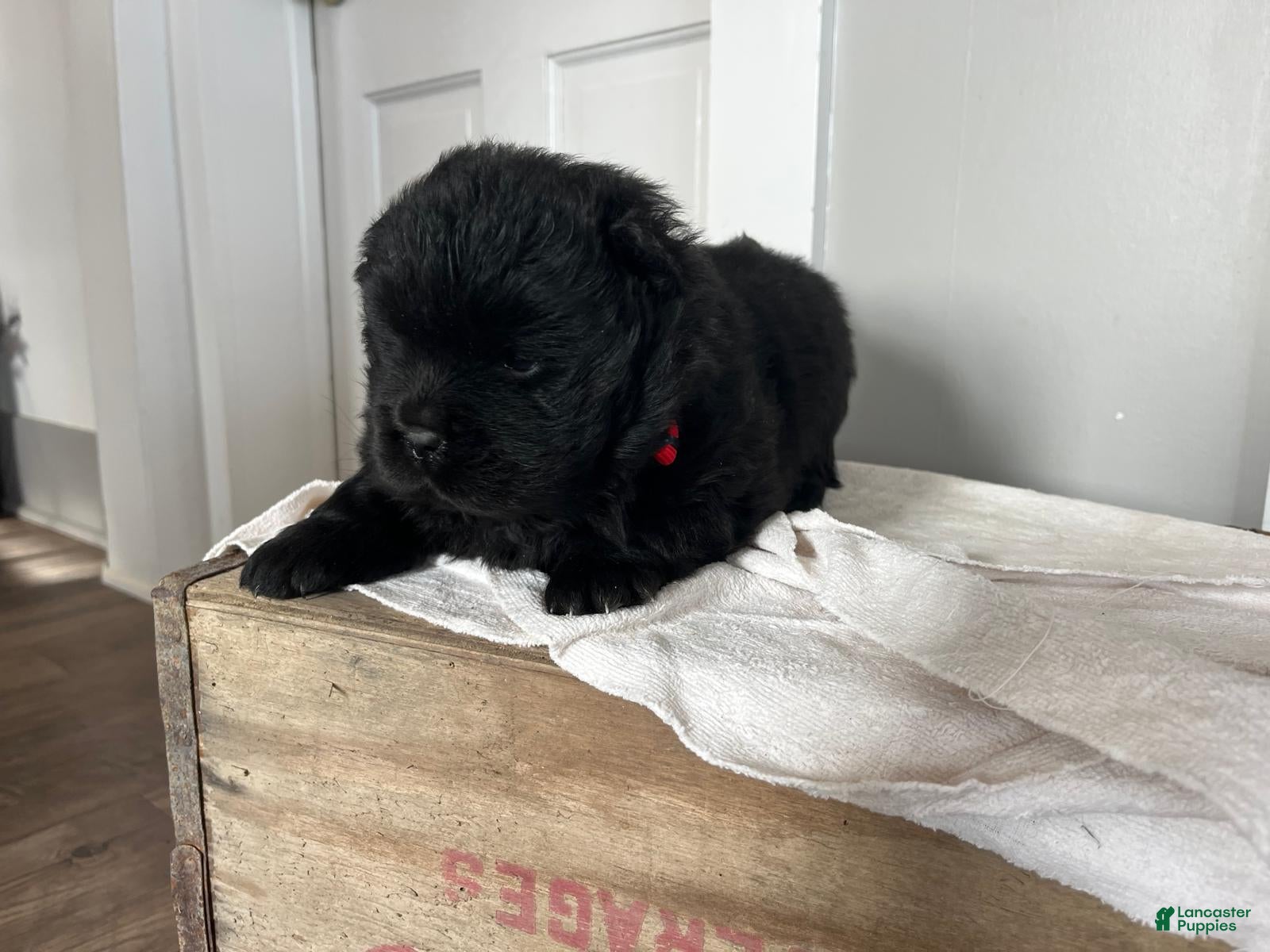 Chow Chow dogs Hazel - Ad 5