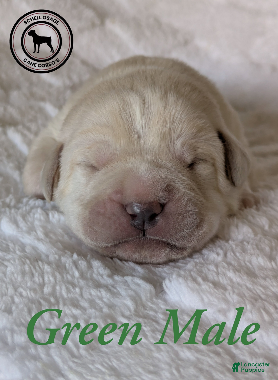 Cane Corso dogs for sale: Green - Ad 2