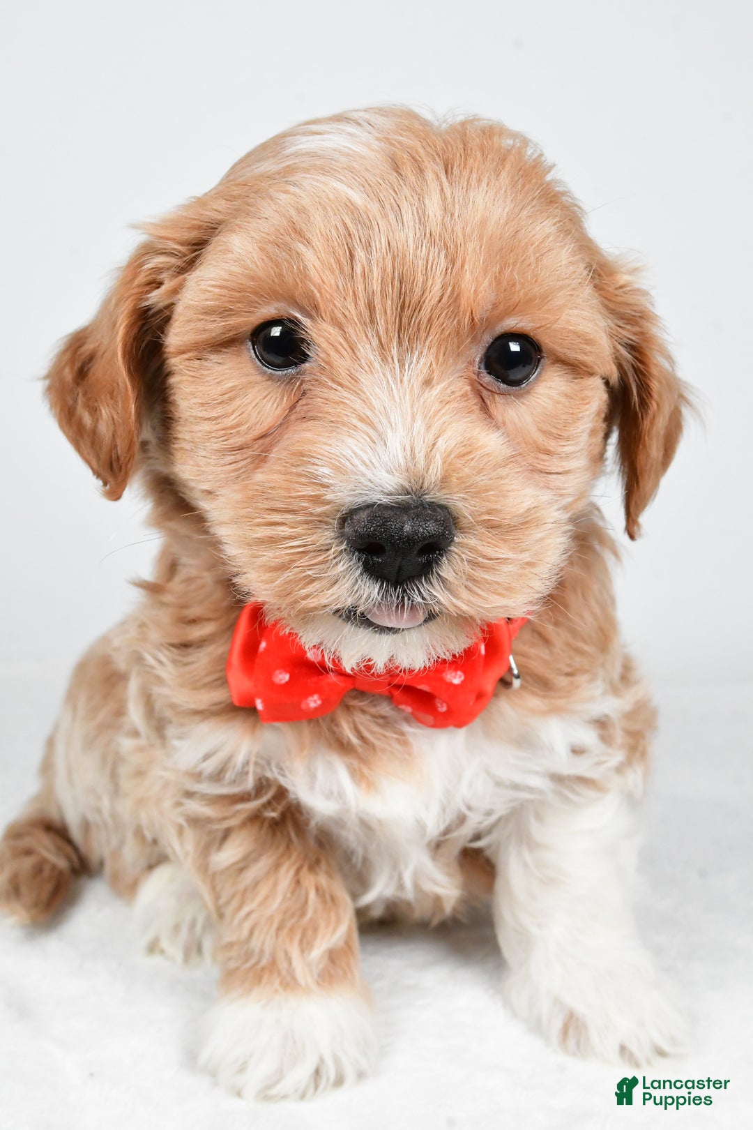 Maltipoo dogs for sale: Jake - Ad 6