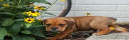 Beabull dogs for sale: Arthur - Ad 12