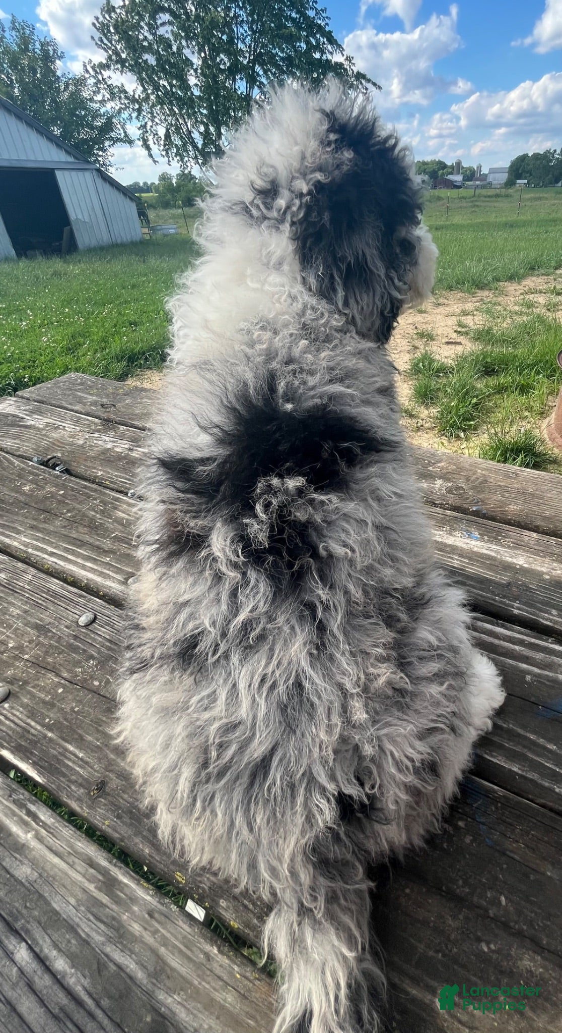 Sheepadoodle dogs Stella - Ad 2