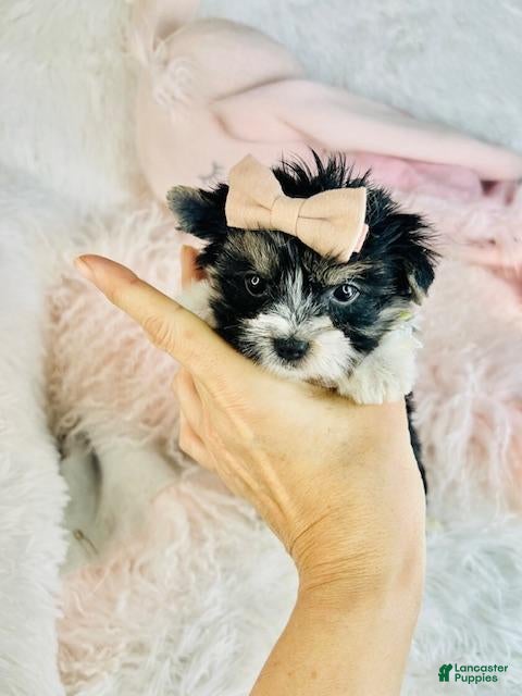 Morkie dogs Morkie Puppy 2 - Ad 8