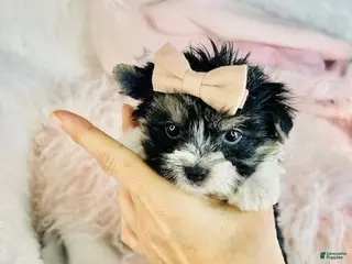 Morkie dogs Morkie Puppy 2 - Ad 8